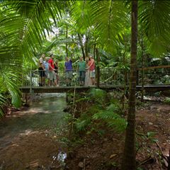 Cape Tribulation Tour