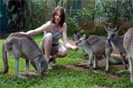 Kuranda, Scenic Rail, Rainforestation & Skyrail Including Lunch