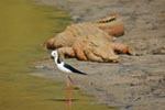 Cairns Harbour Cruises: MV Crocodile Explorer Afternoon
