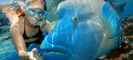 Reef Magic 2