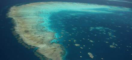 Reef Magic 3