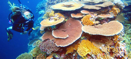 Reef Magic 1