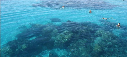 Sea Star 3