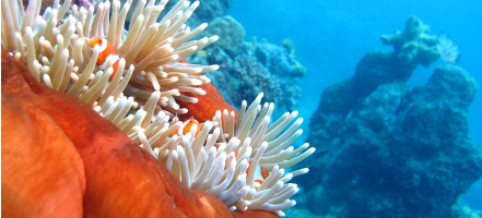 Sea Star 4
