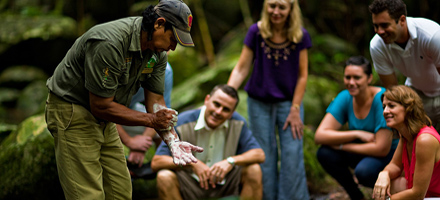 Daintree Walkabout 1