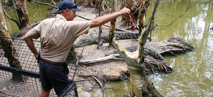 Hartleys Crocodile 3