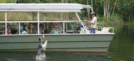 Hartleys Crocodile 4