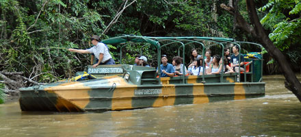 Rainforestation 1