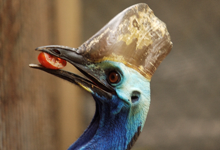 Hartley_Cassowary