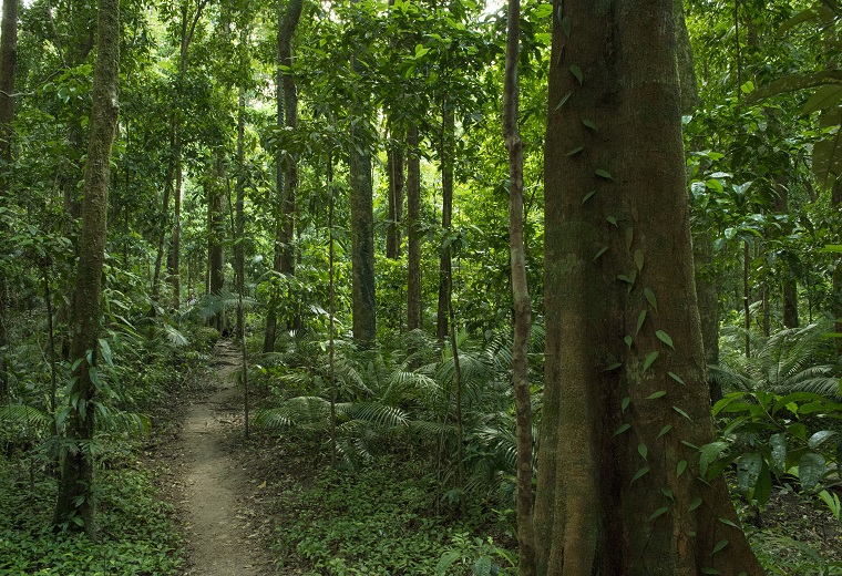 Daintree Rainforest Tours