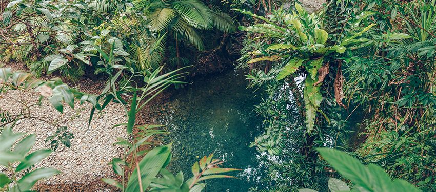 Daintree Rainforest