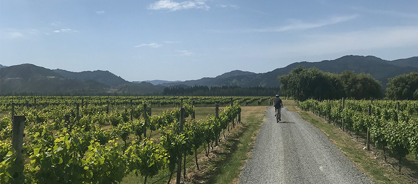Dirt road with one person on bicycle, riding next to vineyard.