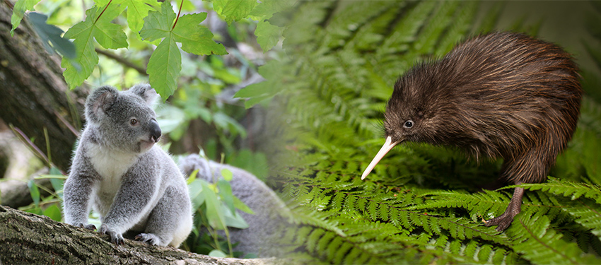 Blended image with Koala sitting on tree brand on the left and Kiwi bird walking on fern leaf on the right.