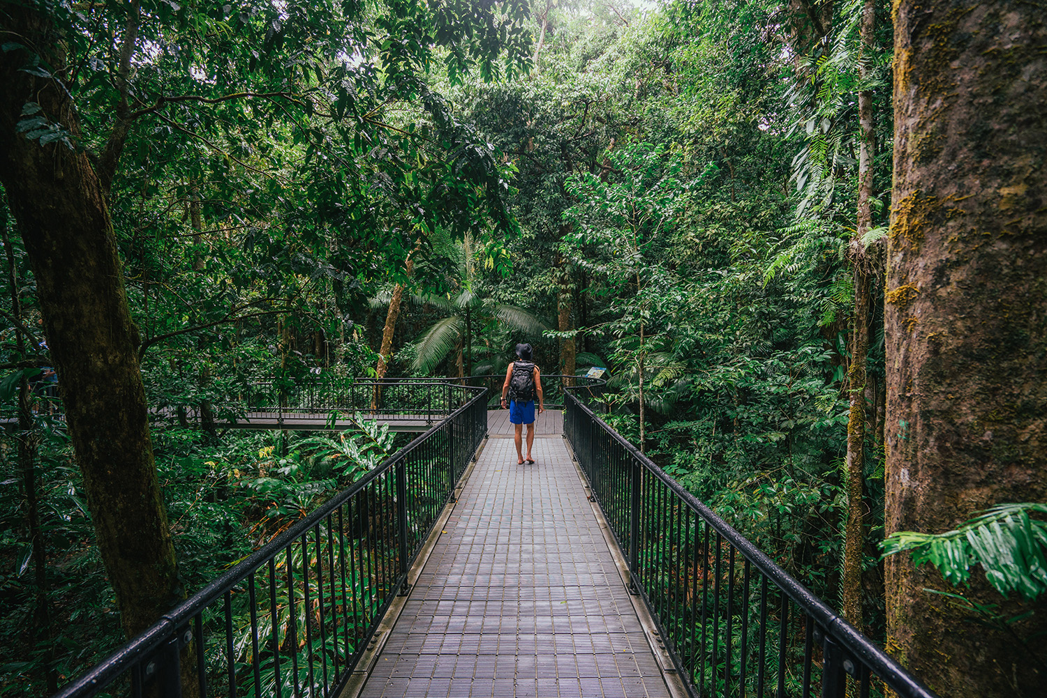 daintree rainforest trip from cairns