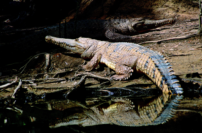 Hartleys Creek Croc