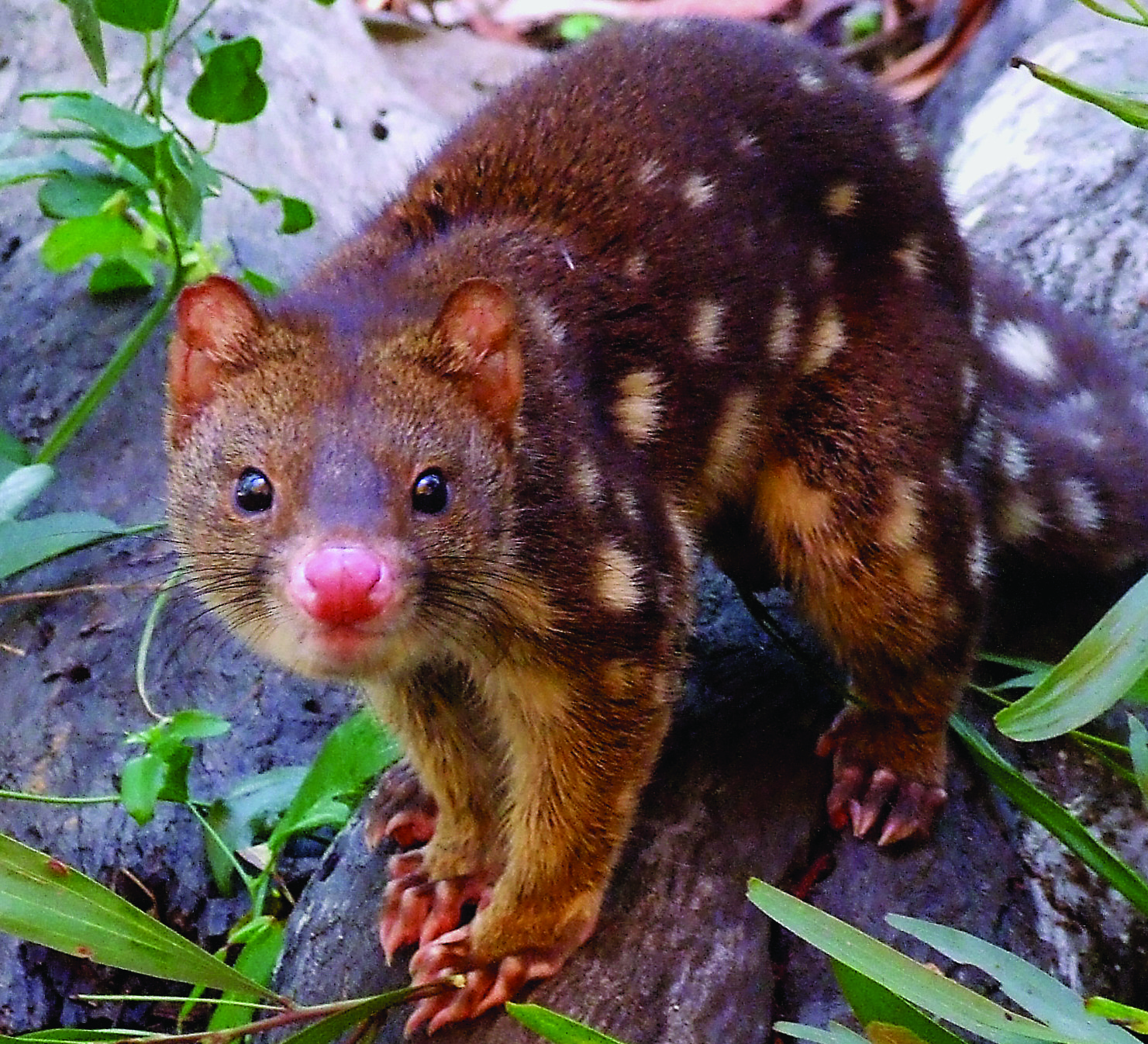 Quoll