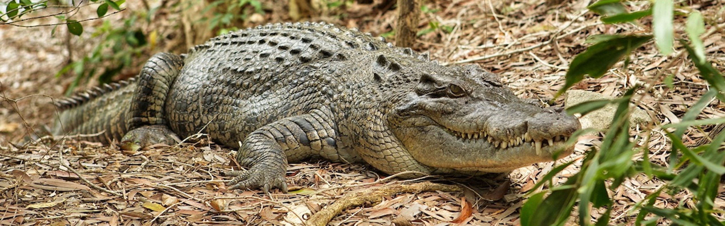 Saltwater Crocodile at Hartleys