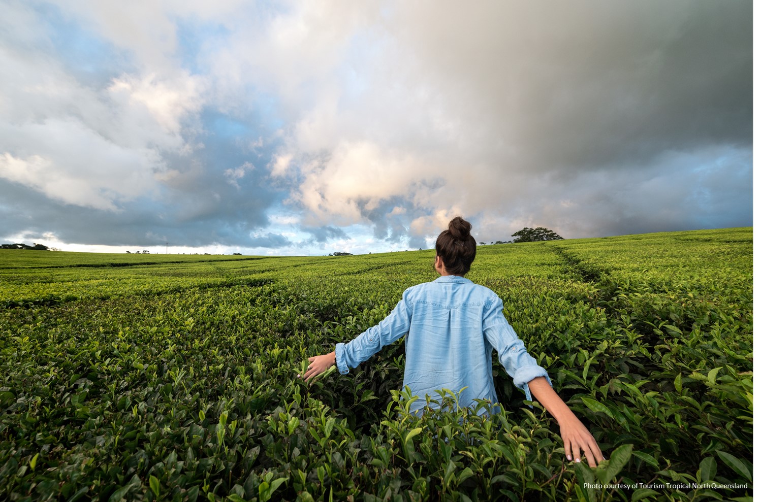 Nerada Tea Plantation