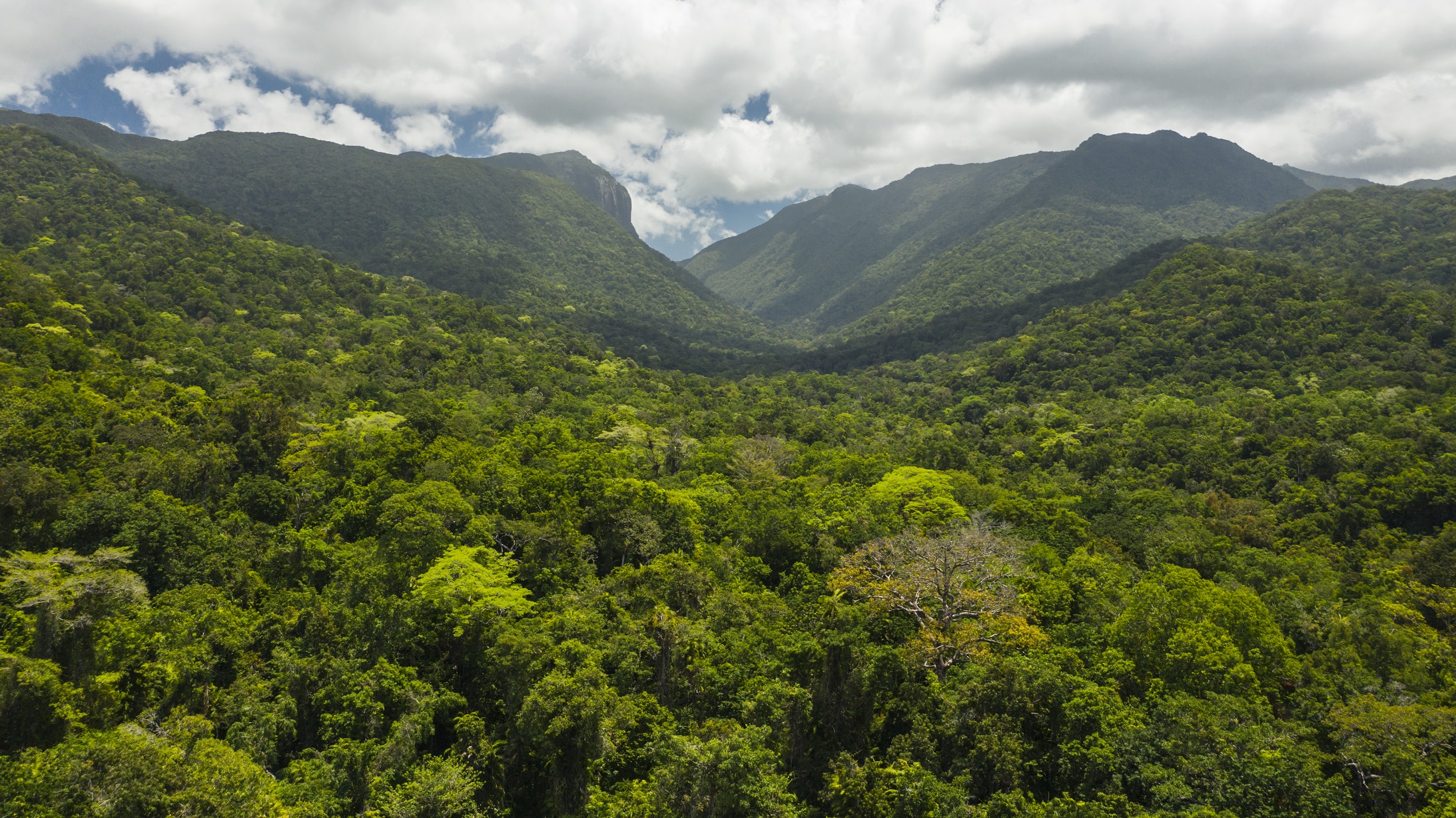 Mossman Gorge Tours