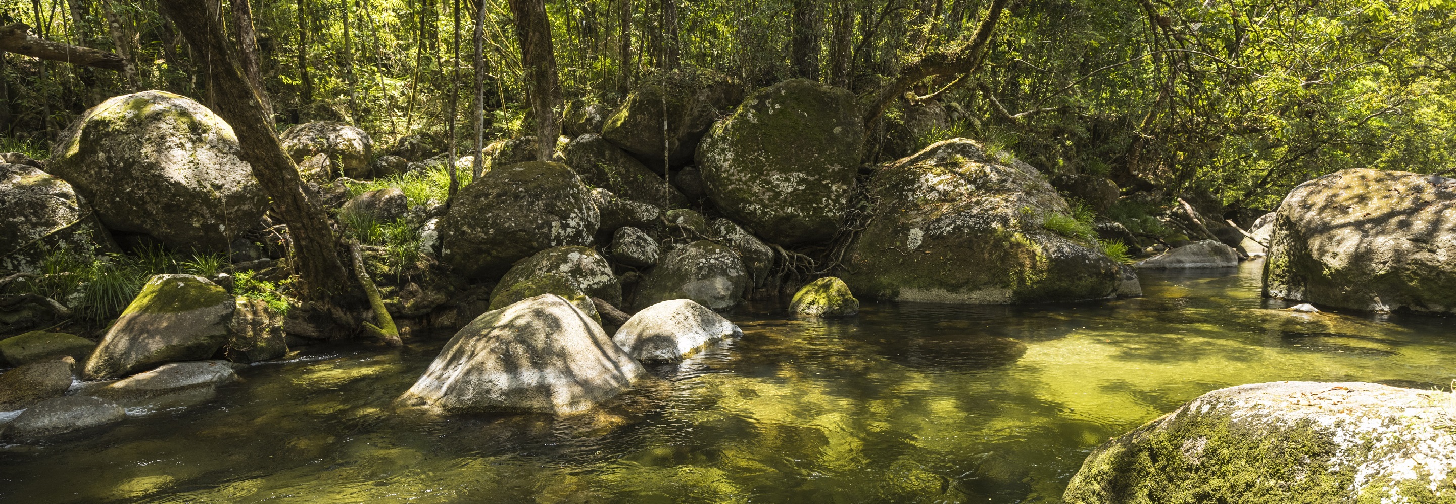 Daintree Rainforest Tours