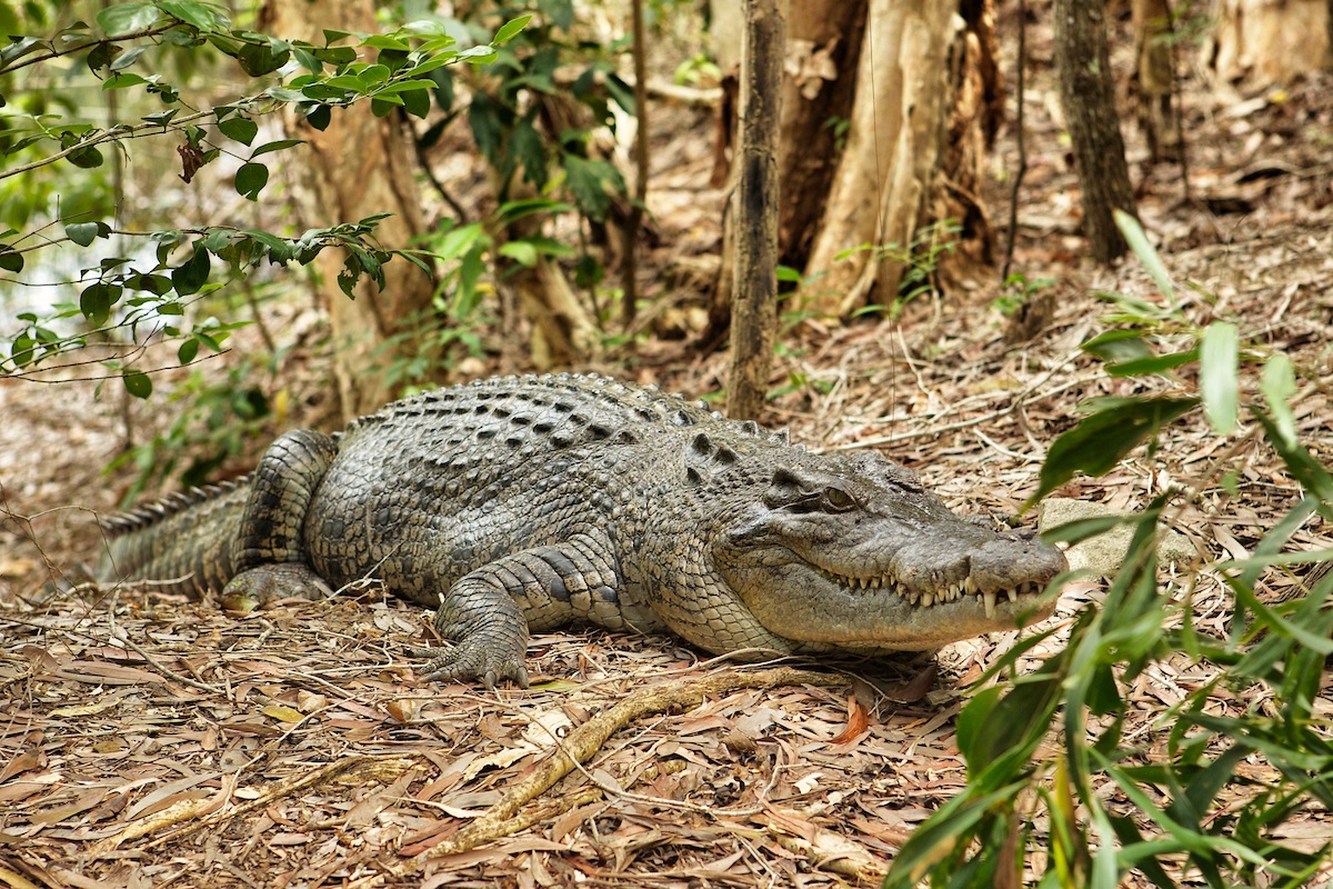 Hartley’s Crocodile Adventures