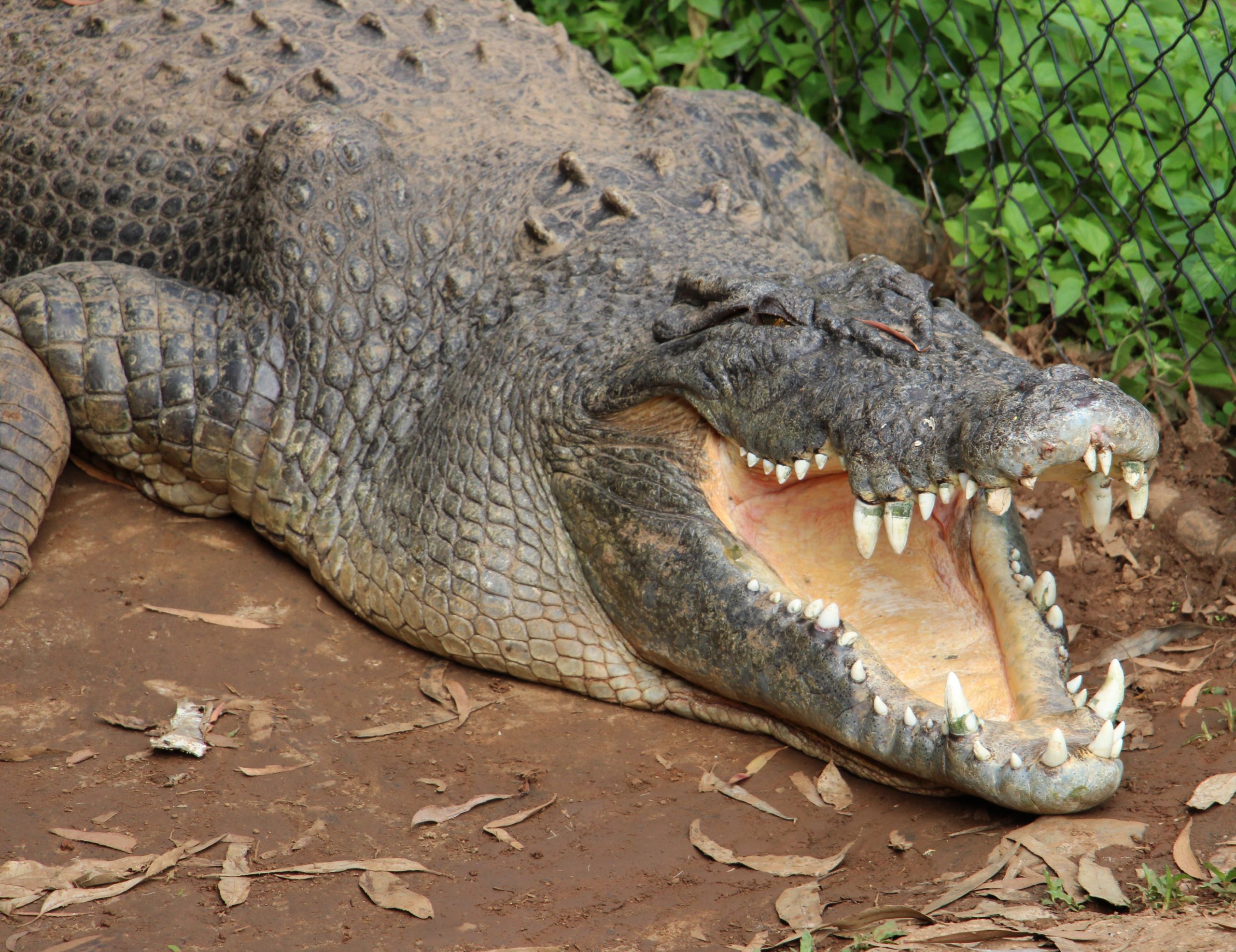 Jack The Ripper The Crocodile Rainforestation