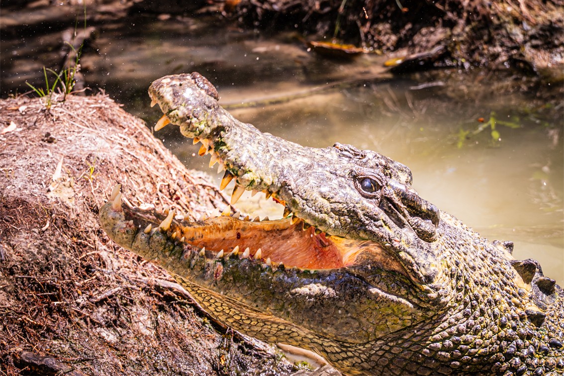 Hartleys Crocodile Tour Saltwater Crocodile