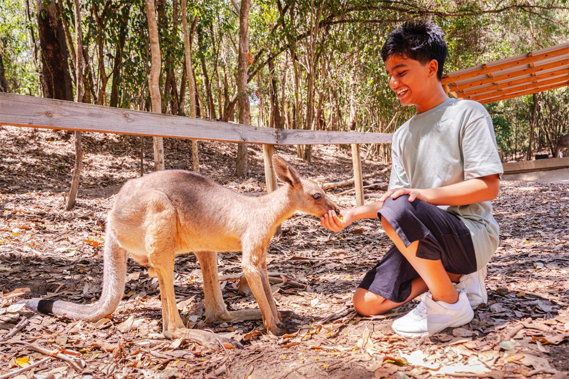 Hartleys Crocodile Tour Wildlife Kangaroo