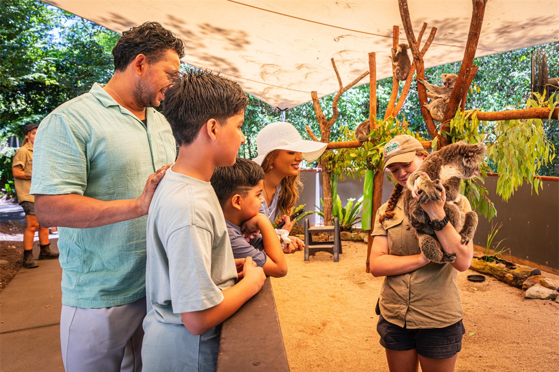 Hartleys Crocodile Tour Wildlife Koala