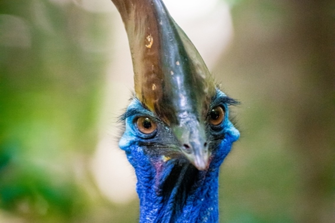 Kuranda, Scenic Rail Tour Birdworld Kuranda